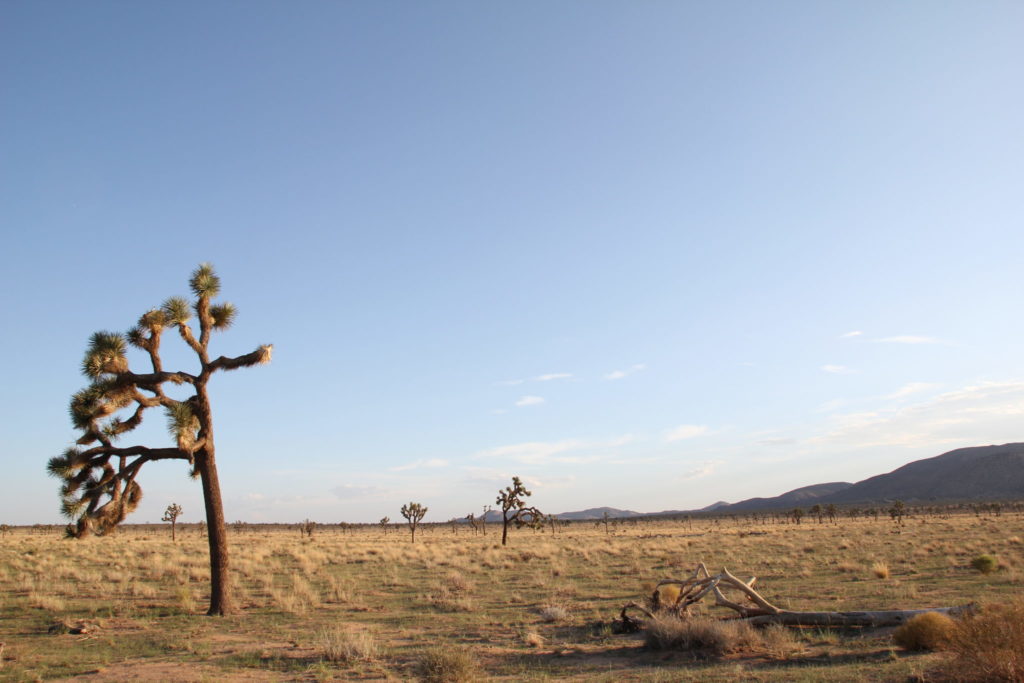 Joshua Tree National Park, California, USA