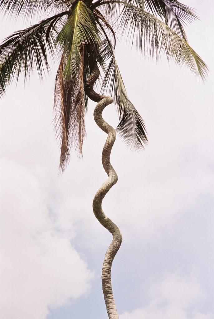 Zanzibar, Palme, Tanzania