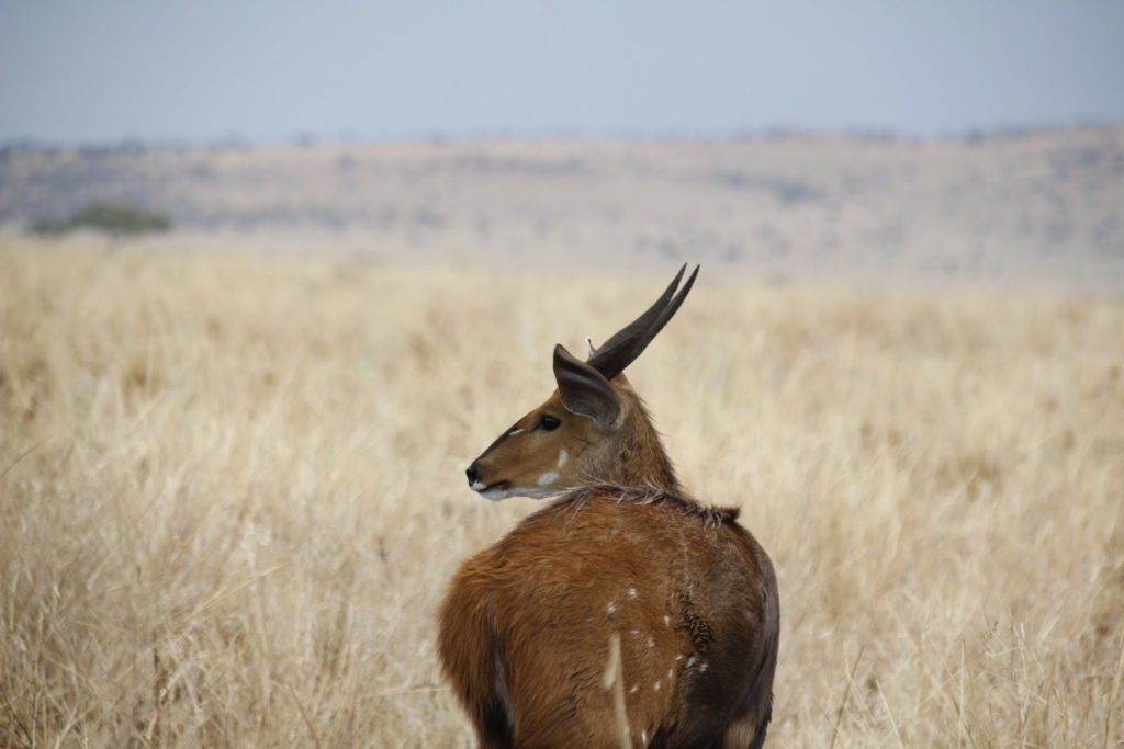Serengeti, Tanzania, Antilope