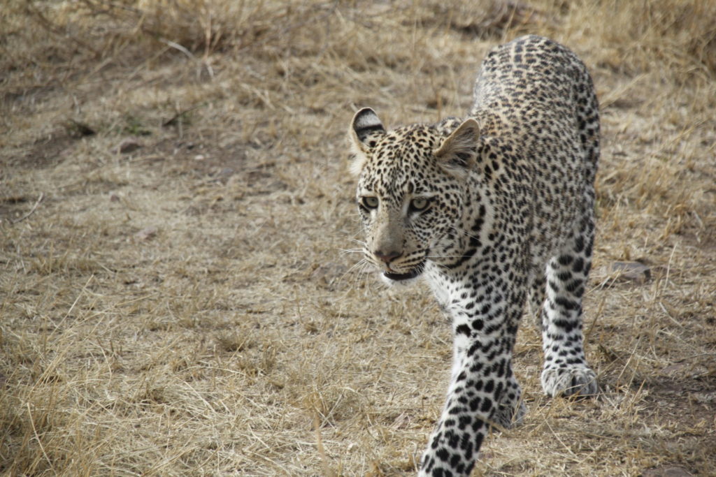 Serengeti, Tanzania, Lepard