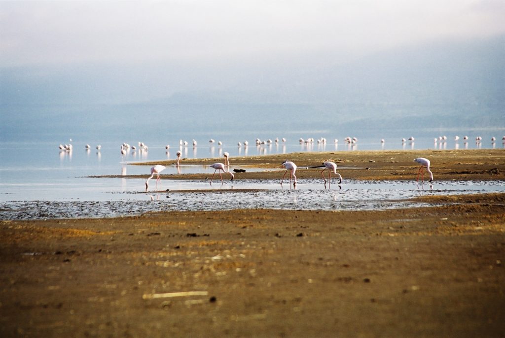 Serengeti, Tanzania, Flamingos