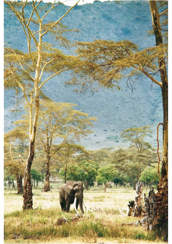 Ngorongoro, Tanzania, Elephant