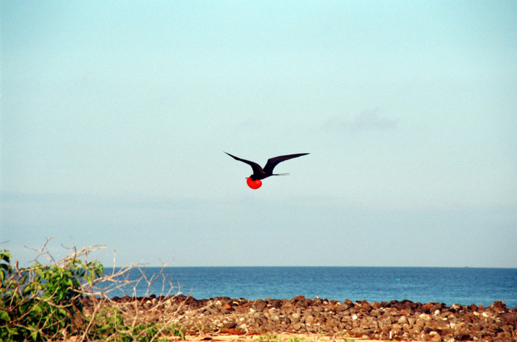 Galapagos, Tiere, Fregattvogel, Vögel