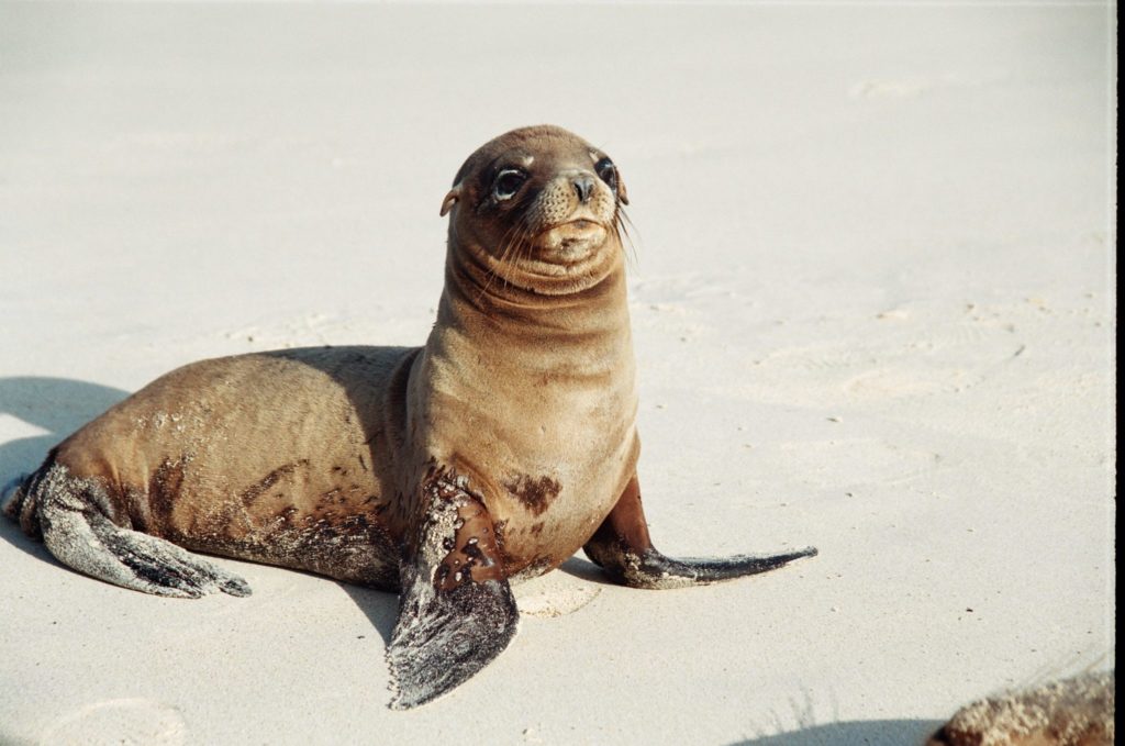 Galapagos, Tiere, Seelöwe, Strand