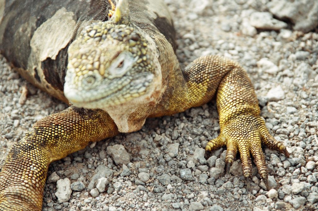 Galapagos, Tiere, Echse, Leguan, Drusenkopf
