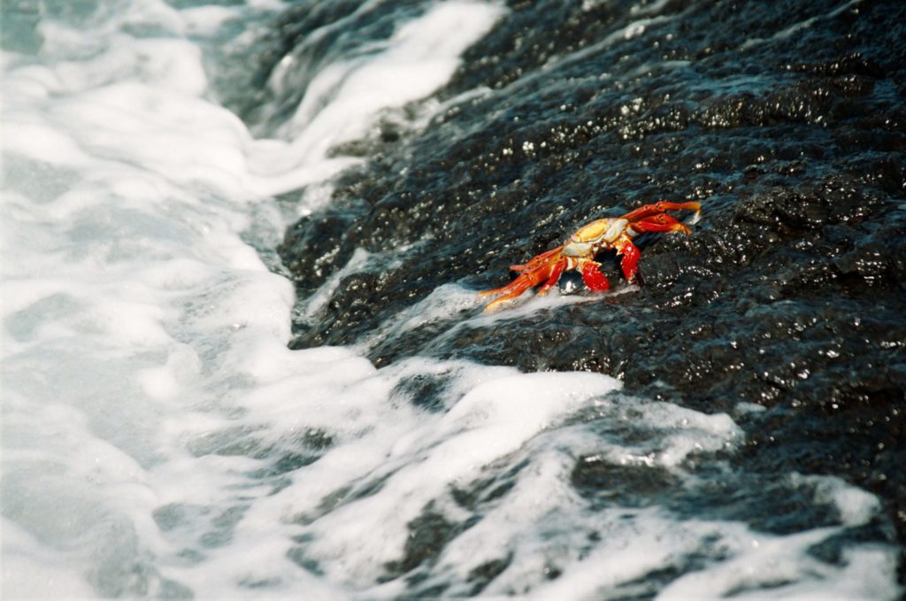 Galapagos, Tiere, Krabbe