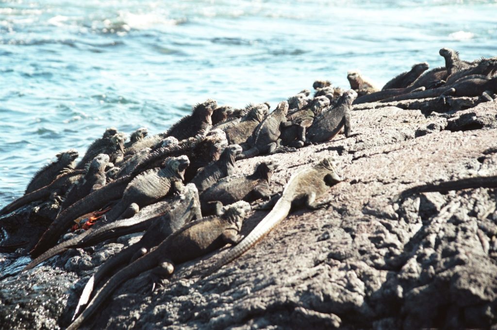Galapagos, Tiere, Echse