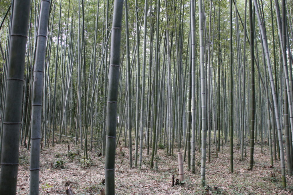 Bamboo-Wald, Bamboo-Forest, Arashiama, Kyoto, Japan