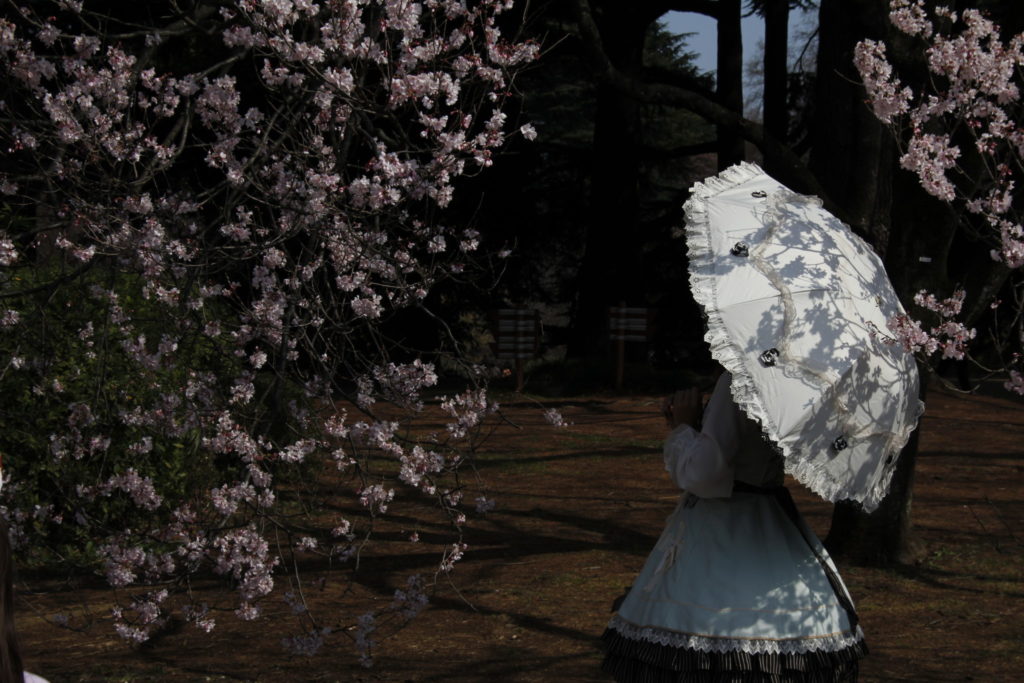 Sakura, Kirschblüte, Tokyo, Japan