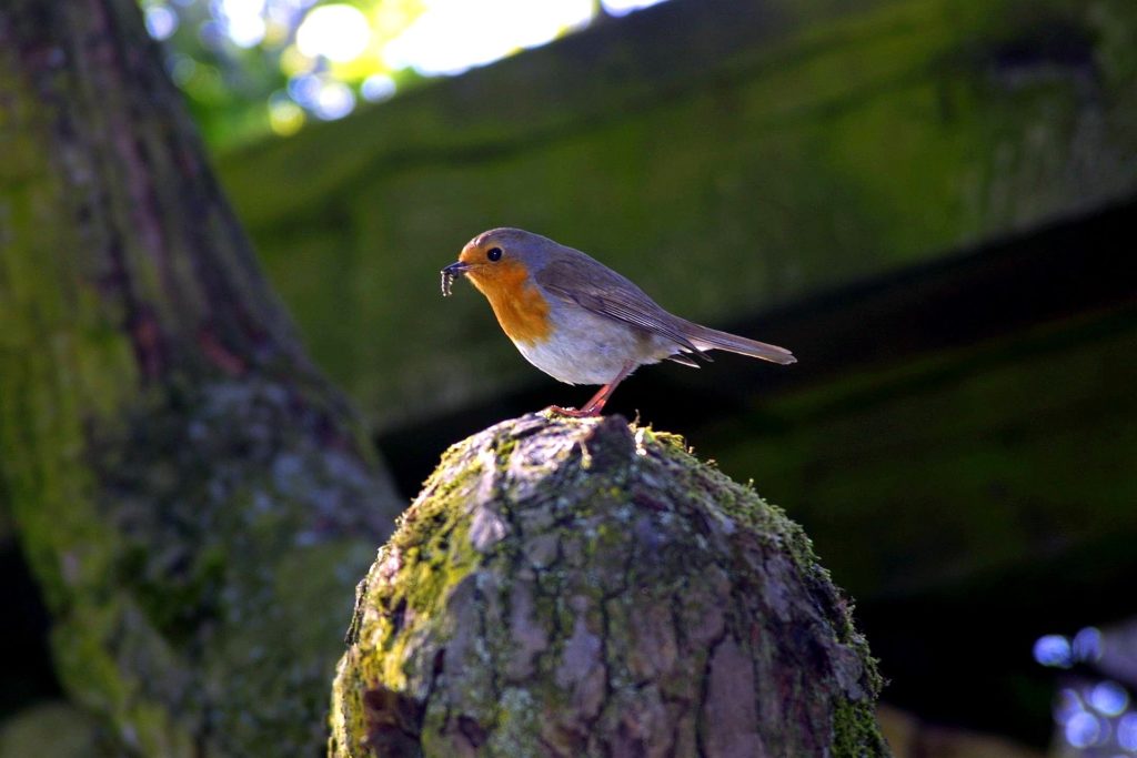 Nordpark Düsseldorf Nordrhein-Westfalen