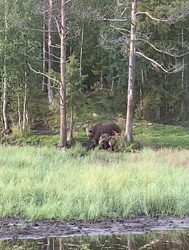 Bären in Lappland