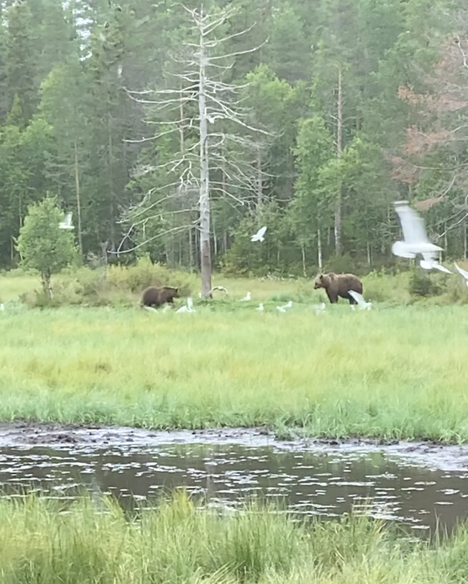 Bären in Finnland