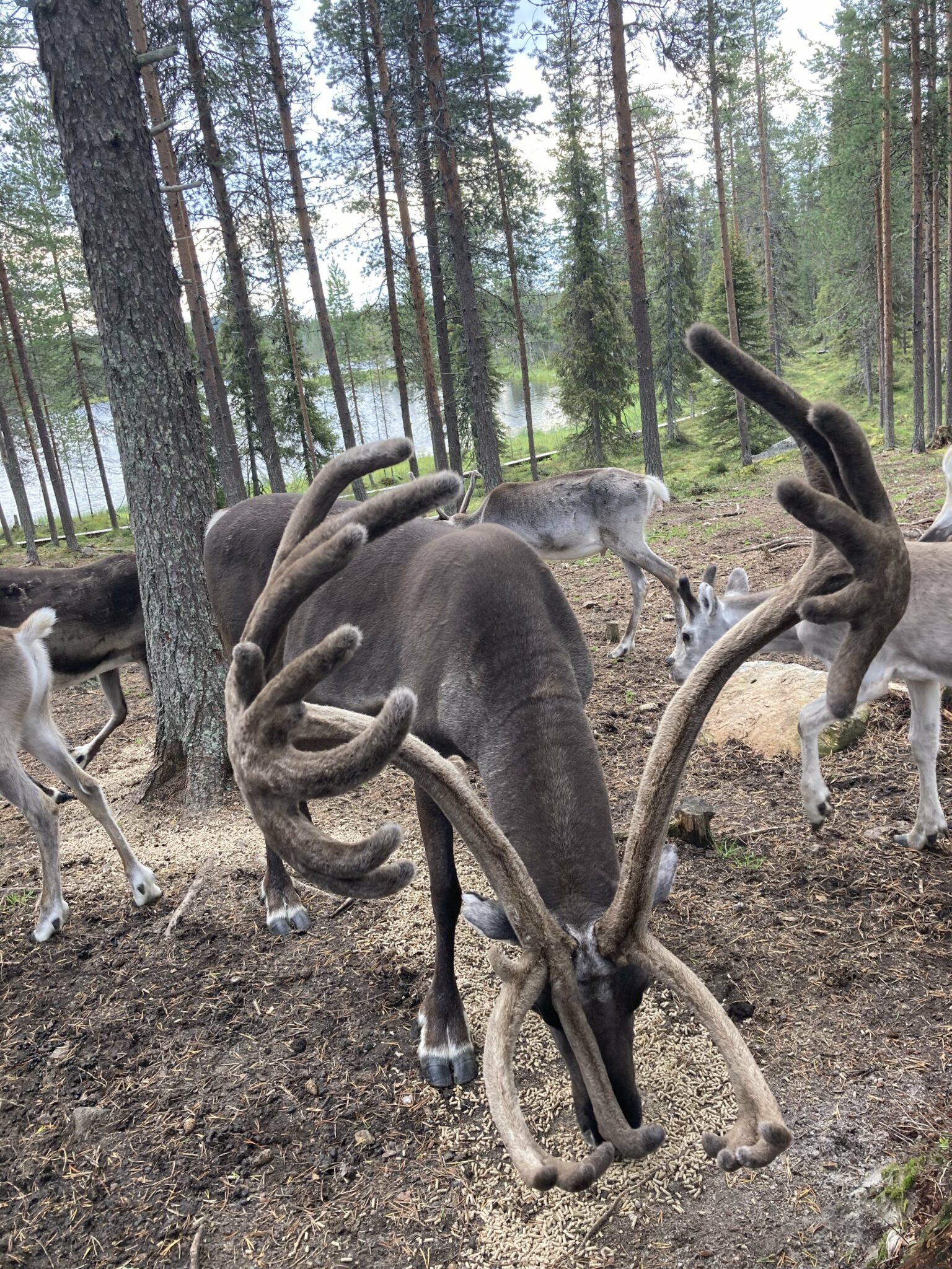 Rentier in Kuusamo auf der Palosaari Reindeer and Fishing Farm
