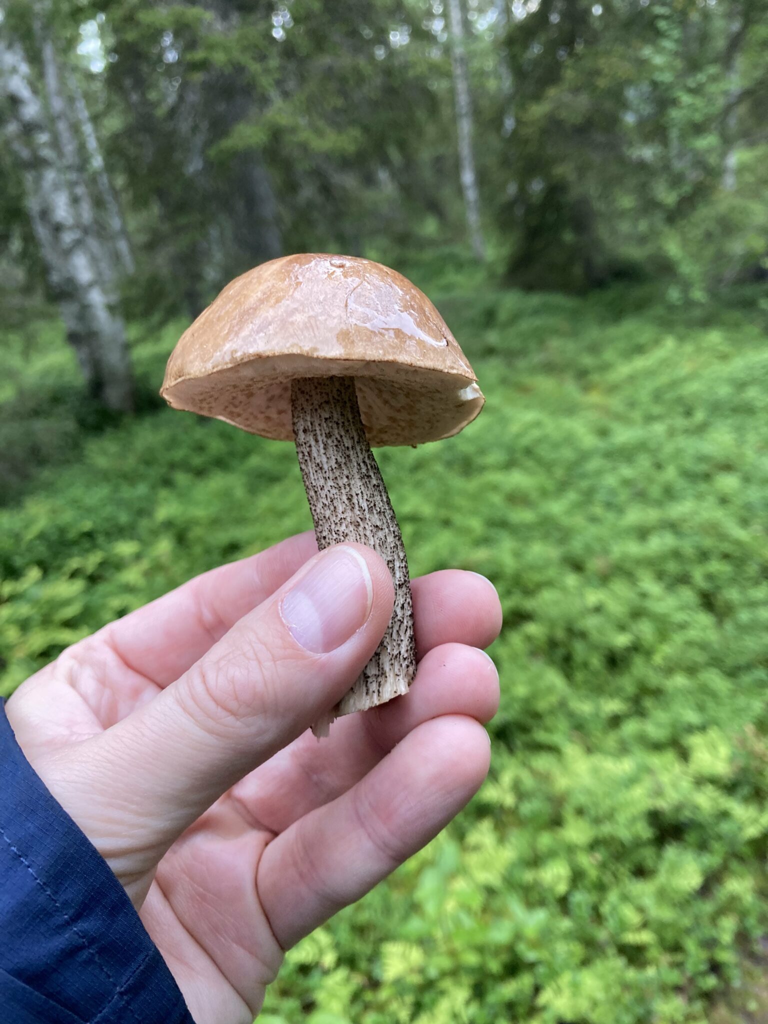 Jochen hält einen Steinpilz im Wald, Lappland