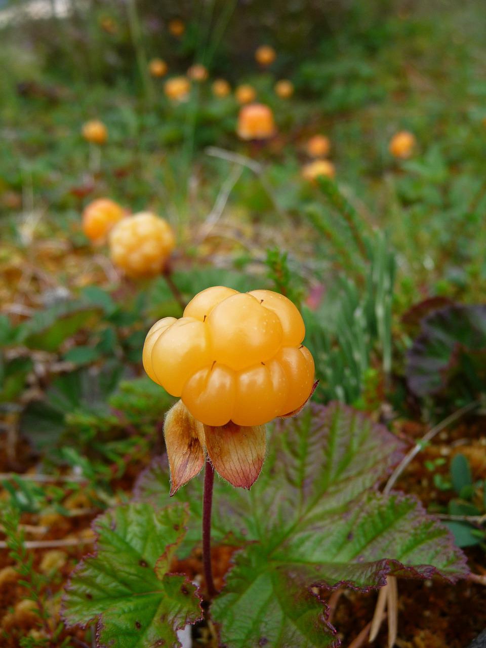 Moltebeere Cloudberry Nordic Berry