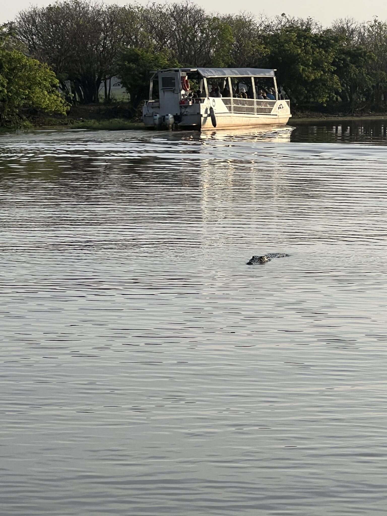 Krokodil im Kakadu National Park in australien