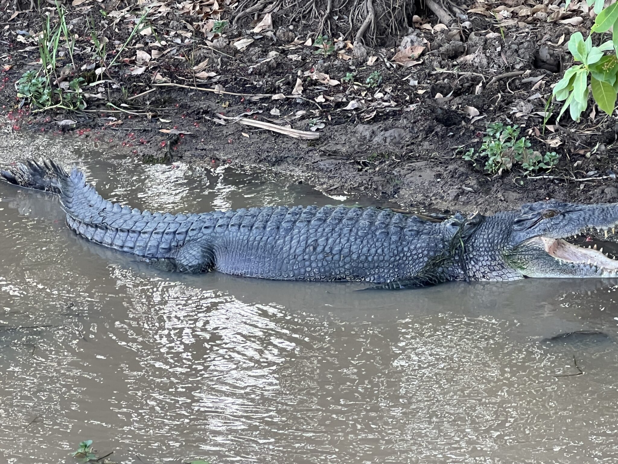 Großes Krokodil Kakadu National Park Australien