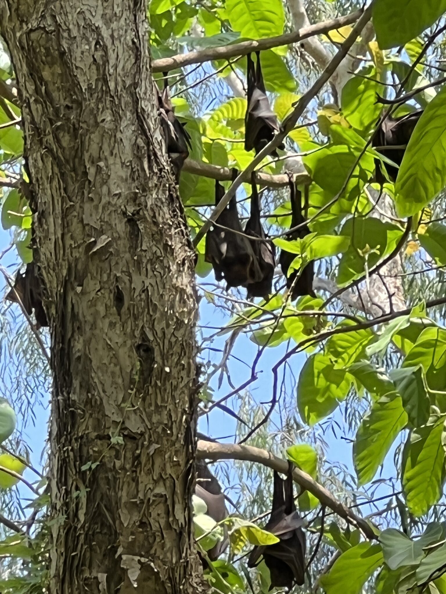Flughunde hängen vom Baum