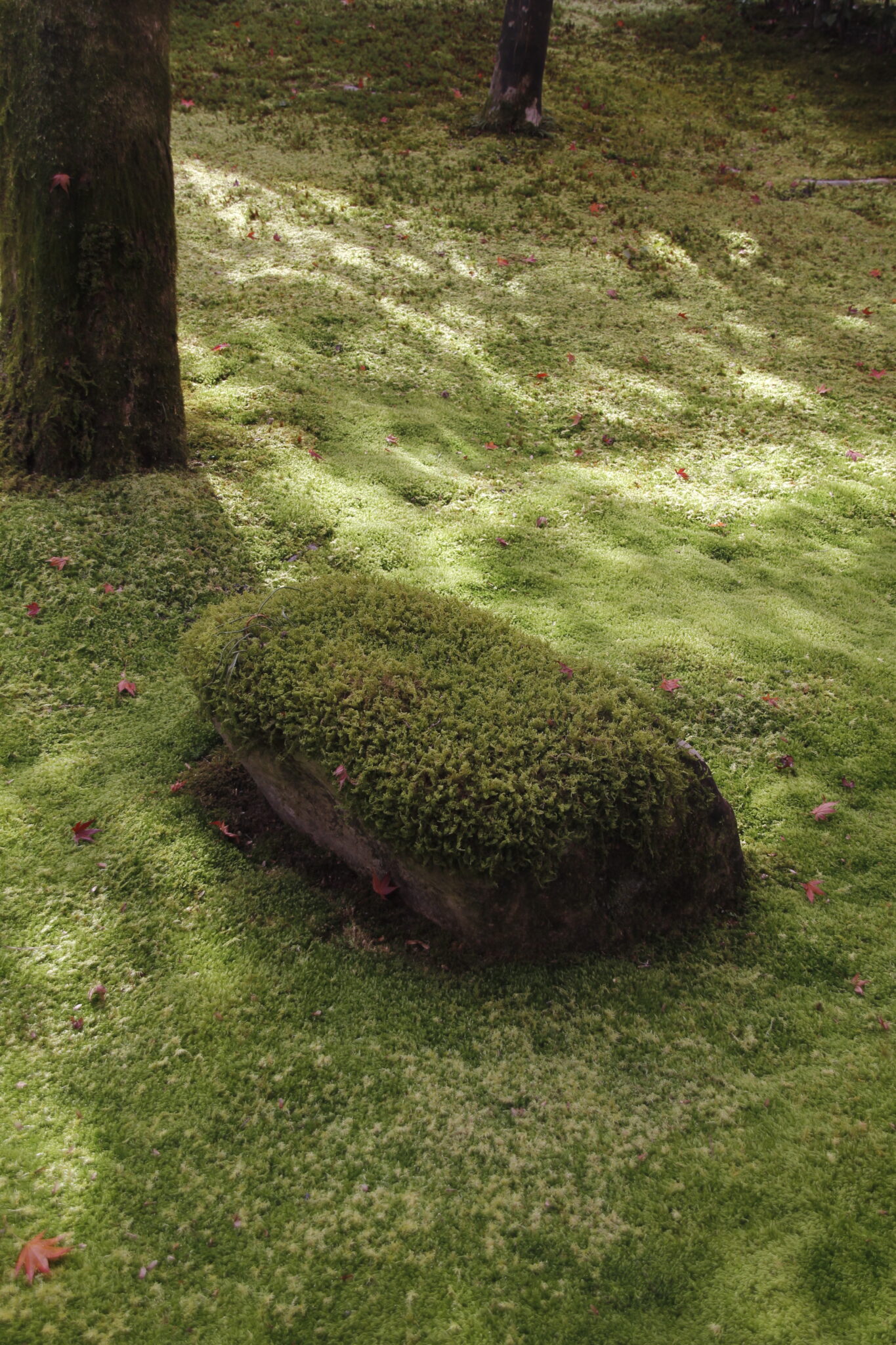 Moos Sanzen-in Tempel, Ōhara, Kyōto, Japan