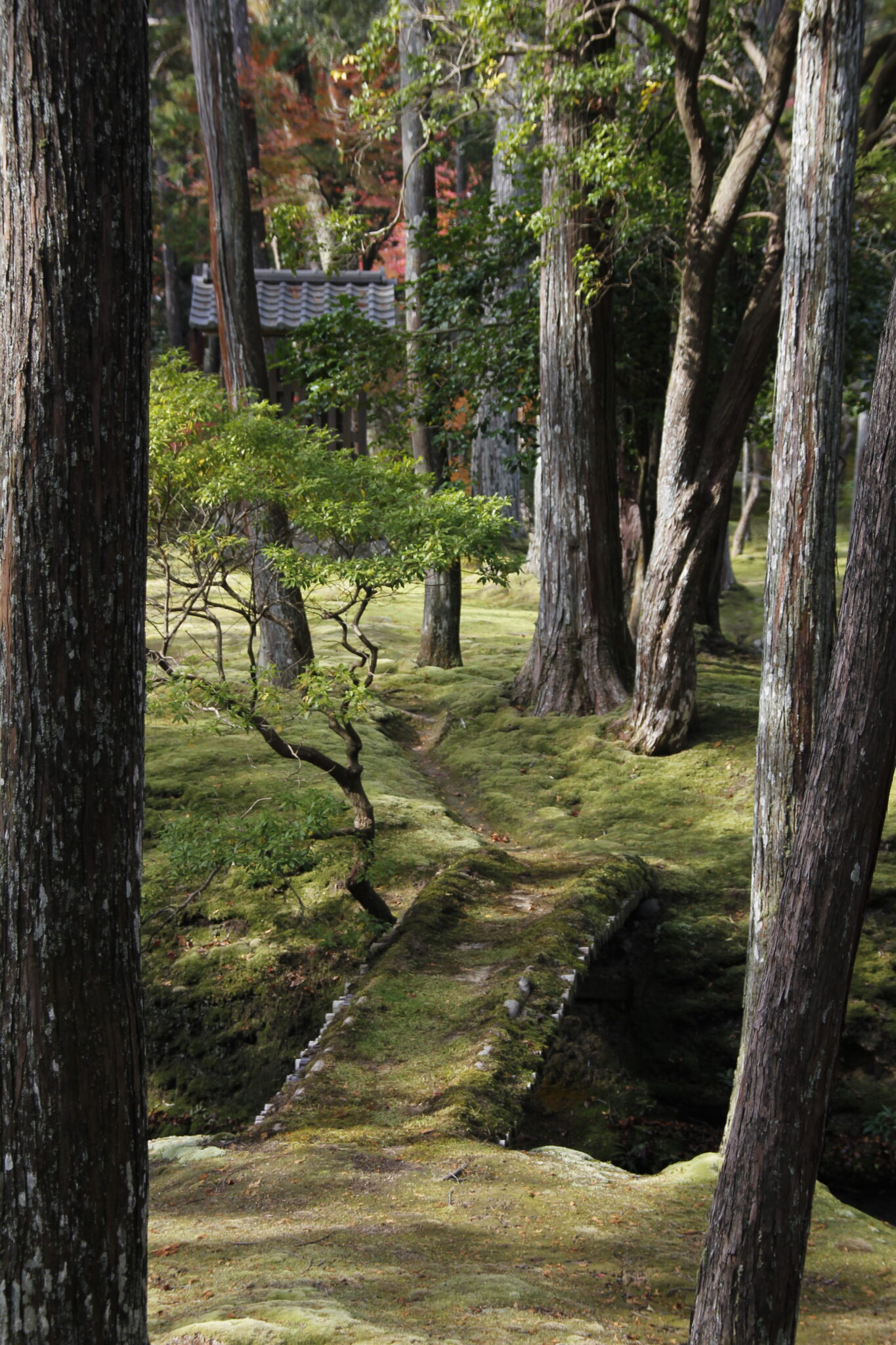 Mooslandschaft Sanzen-in Tempel, Ōhara, Kyōto, Japan