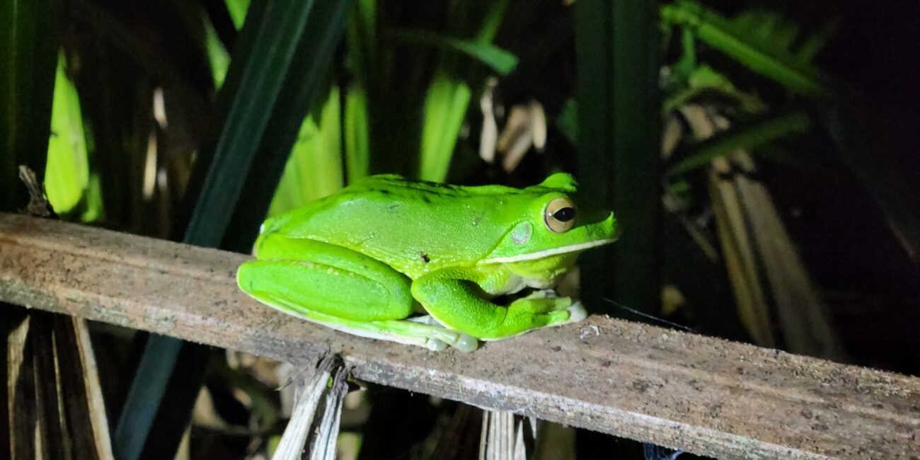 Giftgrüber Frosch in Queensland Australien