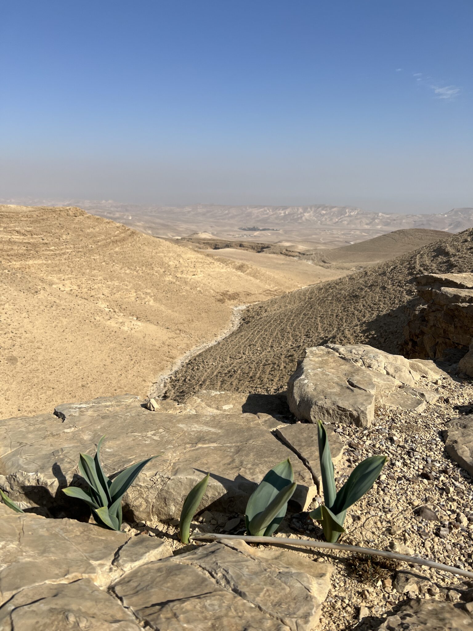 Blick über die Wüste mit kleinen grünen Pflanzen im Vordergrund