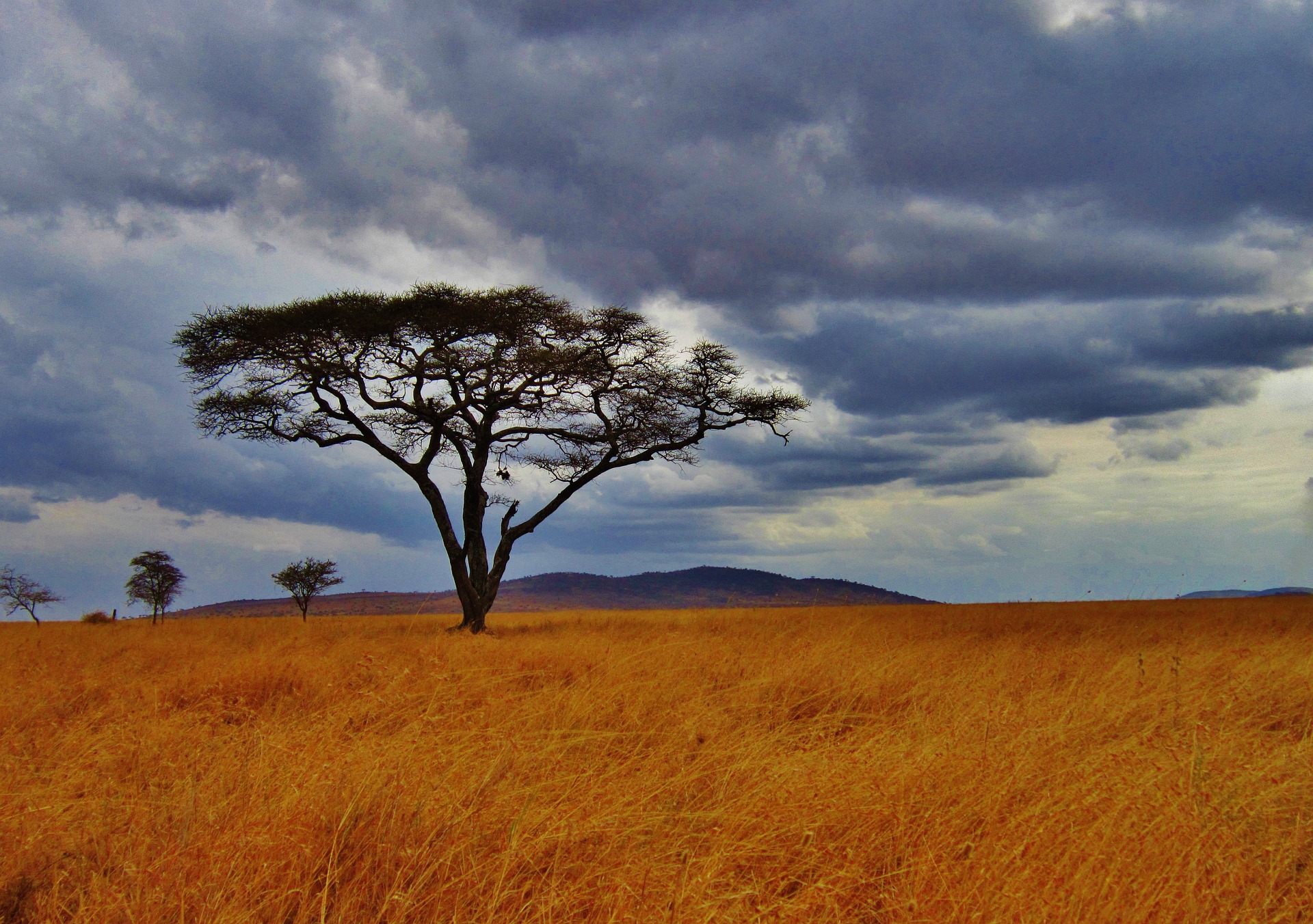 Tansania, Afrika, Steppe