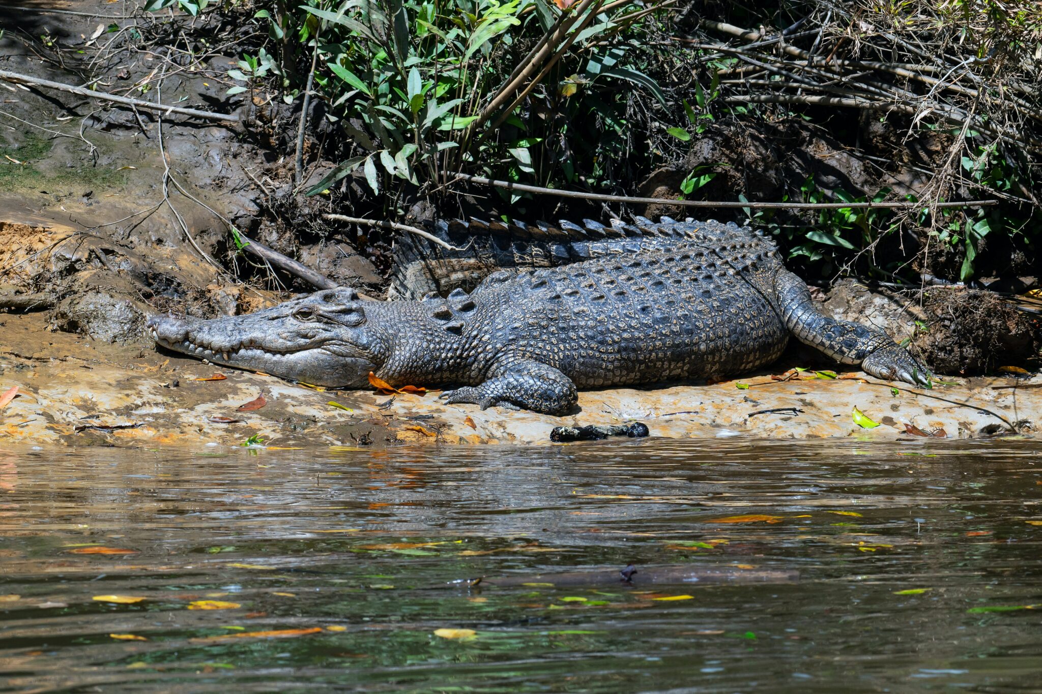 Krokodil im Daintree Nationalpark, Queensland