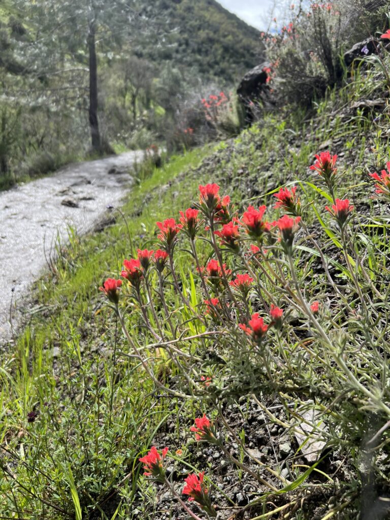 Pinnacles-Nationalpark Kalifornien