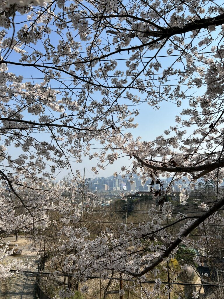 Kirschblüte Bergdorf Südkorea 