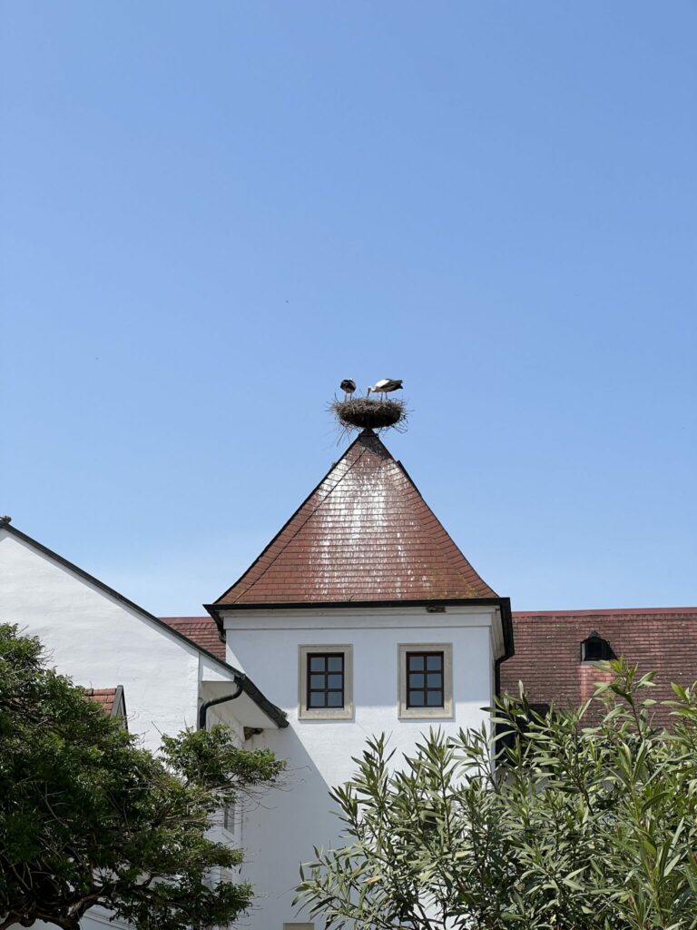 Rust imn Österreich, Storch auf Dach
