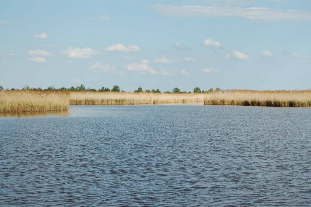 Neudsiedlersee, Österreich, Burgenland. Mit vielen Schilfflächen.