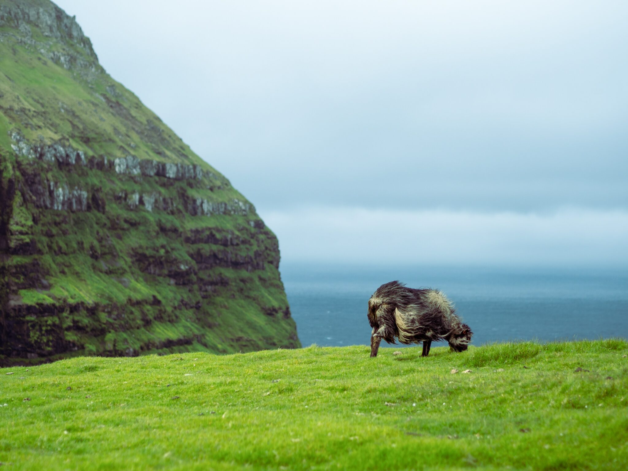 Färöer Landschaft mit von Winde verwehtem Schaf